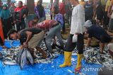 Sejumlah nelayan  menyortir ikan saat bongkar muat di Pelabuhan Perikanan Samudera (PPS) desa Lampulo Banda Aceh, Aceh,  Sabtu (21/9/2024). Menurut nelayan di pelabuhan perikanan itu, harga ikan sejak sepekan terakhir mulai naik dan saat ini berada pada kisaran Rp20.000 per kilogram dari sebelumnya Rp16.000 per kilogram menurut jenisnya karena hasil tangkapan menurun dampak dari cuaca buruk. ANTARA FOTO/Ampelsa.