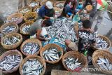 Sejumlah nelayan  menyortir ikan saat bongkar muat di Pelabuhan Perikanan Samudera (PPS) desa Lampulo Banda Aceh, Aceh,  Sabtu (21/9/2024). Menurut nelayan di pelabuhan perikanan itu, harga ikan sejak sepekan terakhir mulai naik dan saat ini berada pada kisaran Rp20.000 per kilogram dari sebelumnya Rp16.000 per kilogram menurut jenisnya karena hasil tangkapan menurun dampak dari cuaca buruk. ANTARA FOTO/Ampelsa.