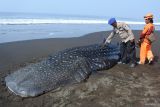 Seorang relawan dan polisi melihat seekor Hiu Tutul (Rhincodon typus) di perairan Desa Mojosari, Puger, Jember, Jawa Timur, Minggu (22/9/2024). Hiu Paus berukuran panjang tujuh meter ditemukan terdampar dan mati di pantai itu, dan bangkainya akan dikuburkan oleh pihak terkait. Antara Jatim/Seno/um