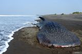 Seekor Hiu Tutul (Rhincodon typus) terdampar di perairan Desa Mojosari, Puger, Jember, Jawa Timur, Minggu (22/9/2024). Hiu Paus berukuran panjang tujuh meter ditemukan terdampar dan mati di pantai itu, dan bangkainya akan dikuburkan oleh pihak terkait. Antara Jatim/Seno/um