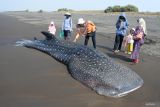 Sejumlah warga melihat seekor Hiu Tutul (Rhincodon typus) di perairan Desa Mojosari, Puger, Jember, Jawa Timur, Minggu (22/9/2024). Hiu Paus berukuran panjang tujuh meter ditemukan terdampar dan mati di pantai itu, dan bangkainya akan dikuburkan oleh pihak terkait. Antara Jatim/Seno/um