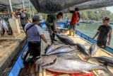 Pekerja memindahkan ikan dari kapal di Tempat Pelelangan Ikan Sendangbiru, Sumbermanjing Wetan, Malang, Jawa Timur, Minggu (22/9/2024). Kementerian Kelautan dan Perikanan (KKP) mencatat neraca perdagangan perikanan Indonesia selama periode Januari hingga Agustus 2024 mengalami surplus sebesar US$ 3,41 miliar . ANTARA Jatim/Muhammad Mada/mas.