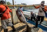 Pekerja memindahkan ikan dari kapal di Tempat Pelelangan Ikan Sendangbiru, Sumbermanjing Wetan, Malang, Jawa Timur, Minggu (22/9/2024). Kementerian Kelautan dan Perikanan (KKP) mencatat neraca perdagangan perikanan Indonesia selama periode Januari hingga Agustus 2024 mengalami surplus sebesar US$ 3,41 miliar . ANTARA Jatim/Muhammad Mada/mas.