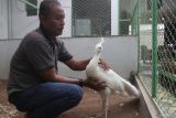 Peternak memeriksa kesehatan bulu dan tubuh burung merak putih (Pavo cristatus) di kandang Ternak Merak Malang, Jawa Timur, Selasa (24/9/2024). Menurut peternak tersebut sekitar 25 ekor anakan merak putih yang dihasilkan setiap tahun  dijual ke sejumlah penggemar merak di berbagai kota di Indonesia sebagai hewan peliharaan dengan harga Rp4 juta hingga 5 juta rupiah per pasang tergantung usia dan kualitasnya.ANTARA Jatim/Ari Bowo Sucipto/mas.