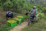 Sejumlah petani memanen jeruk jenis siam madu di kawasan sentra jeruk Dau, Malang, Jawa Timur, Selasa (24/9/2024). Sejumlah petani di kawasan tersebut mengalihfungsikan lahan pertanian padi mereka menjadi kebun jeruk sejak sekitar sepuluh tahun terakhir karena harga jeruk dianggap lebih stabil dibandingkan dengan harga beras yang cenderung naik turun. ANTARA Jatim/Muhammad Mada/mas.