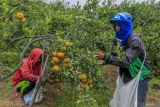 Sejumlah petani memanen jeruk jenis siam madu di kawasan sentra jeruk Dau, Malang, Jawa Timur, Selasa (24/9/2024). Sejumlah petani di kawasan tersebut mengalihfungsikan lahan pertanian padi mereka menjadi kebun jeruk sejak sekitar sepuluh tahun terakhir karena harga jeruk dianggap lebih stabil dibandingkan dengan harga beras yang cenderung naik turun. ANTARA Jatim/Muhammad Mada/mas.