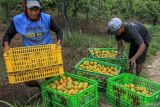 Sejumlah petani memanen jeruk jenis siam madu di kawasan sentra jeruk Dau, Malang, Jawa Timur, Selasa (24/9/2024). Sejumlah petani di kawasan tersebut mengalihfungsikan lahan pertanian padi mereka menjadi kebun jeruk sejak sekitar sepuluh tahun terakhir karena harga jeruk dianggap lebih stabil dibandingkan dengan harga beras yang cenderung naik turun. ANTARA Jatim/Muhammad Mada/mas.