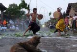 Dua warga saling memukul menggunakan daun langsat saat tradisi grudug langsat pada Hari Raya Galungan di lingkungan Langsat, Desa Rendang, Karangasem, Bali, Rabu (25/9/2024). Tradisi perang dengan bersenjata daun langsat tersebut digelar sebagai simbol kerukunan umat sekaligus perayaan kemenangan Dharma (kebaikan) melawan Adharma (kejahatan). ANTARA FOTO/Nyoman Hendra Wibowo/wsj.