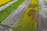 Foto udara sejumlah petani memanen padi di kawasan persawahan Singosari, Malang, Jawa Timur, Rabu (25/9/2024). Pemerintah melalui Kementan melakukan perluasan areal tanam (PAT) dengan memanfaatkan pompanisasi sebagai solusi cepat meningkatkan produksi  padi dan jagung secara merata di seluruh Indonesia untuk memastikan ketersediaan pangan yang cukup hingga akhir tahun 2024. Antara Jatim/Muhammad Mada/um