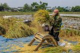 Sejumlah petani memanen padi di kawasan persawahan Singosari, Malang, Jawa Timur, Rabu (25/9/2024). Pemerintah melalui Kementan melakukan perluasan areal tanam (PAT) dengan memanfaatkan pompanisasi sebagai solusi cepat meningkatkan produksi  padi dan jagung secara merata di seluruh Indonesia untuk memastikan ketersediaan pangan yang cukup hingga akhir tahun 2024. Antara Jatim/Muhammad Mada/um