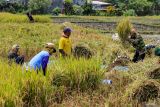 Sejumlah petani memanen padi di kawasan persawahan Singosari, Malang, Jawa Timur, Rabu (25/9/2024). Pemerintah melalui Kementan melakukan perluasan areal tanam (PAT) dengan memanfaatkan pompanisasi sebagai solusi cepat meningkatkan produksi  padi dan jagung secara merata di seluruh Indonesia untuk memastikan ketersediaan pangan yang cukup hingga akhir tahun 2024. Antara Jatim/Muhammad Mada/um