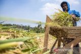 Petani merontokan padi di areal persawahan Batujajar, Kabupaten Bandung Barat, Jawa Barat, Jumat (27/9/2024). Badan Pangan Nasional (Bapanas) mencatat realisasi penyerapan beras dalam negeri melalui Perum Bulog mencapai 908 ribu ton yang dilakukan sejak Januari sampai minggu ketiga September 2024. ANTARA FOTO/Abdan Syakura/agr