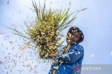 Petani merontokkan padi di areal persawahan Batujajar, Kabupaten Bandung Barat, Jawa Barat, Jumat (27/9/2024). Badan Pangan Nasional (Bapanas) mencatat realisasi penyerapan beras dalam negeri melalui Perum Bulog mencapai 908 ribu ton yang dilakukan sejak Januari sampai minggu ketiga September 2024. ANTARA FOTO/Abdan Syakura/agr