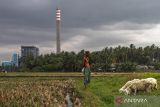 Warga mengawasi kambing ternak di sekitar Pembangkit Listrik Tenaga Uap (PLTU) Banten 2 Labuan, Kabupaten Pandeglang, Banten, Jumat (27/9/2024). PT Perusahaan Listrik Negara (PLN) menyebut akan mengganti 800 Pembangkit Listrik Tenaga Uap (PLTU) dengan Pembangkit Listrik Tenaga Gas (PLTG) untuk mencapai target emisi nol karbon (net zero emission/NZE) pada tahun 2060. ANTARA FOTO/Angga Budhiyanto/gp