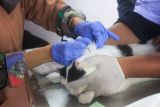 Penyuntikan vaksin rabies pada kucing