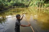 Seorang warga membetulkan pipa yang berada di kolam kawasan jalan AW Syahrani, gang Pandan Mekar Dalam, RT 34, Kelurahan Air Hitam, Kecamatan Samarinda Ulu, Samarinda, Kalimantan Timur, Senin (23/9/2024). Menurut Ali yang telah menetap 10 tahun di kawasan itu, ada sekitar 40 rumah yang belum pernah merasakan pelayanan air bersih dari Perusahaan umum daerah air minum (Perumdam) terpaksa memanfaatkan dari kolam alami tersebut untuk mencuci bahkan mandi. Antara Kaltim/M Risyal Hidayat