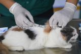 Seorang dokter hewan menyuntikkan vaksin rabies kepada seekor kucing milik warga saat peringatan Hari Rabies Sedunia 2024 di Kantor Dinas Peternakan dan Kesehatan Hewan Provinsi Kalimantan Timur di Samarinda, Kaltim, Sabtu (28/9/2024). Disnakkeswan Kaltim menyediakan 435 vaksin rabies untuk anjing dan kucing lokal maupun ras secara gratis untuk memperingati Hari Rabies Sedunia guna mendukung Kaltim bebas rabies. Seorang warga membetulkan pipa yang berada di kolam kawasan jalan AW Syahrani, gang Pandan Mekar Dalam, RT 34, Kelurahan Air Hitam, Kecamatan Samarinda Ulu, Samarinda, Kalimantan Timur, Senin (23/9/2024). Menurut Ali yang telah menetap 10 tahun di kawasan itu, ada sekitar 40 rumah yang belum pernah merasakan pelayanan air bersih dari Perusahaan umum daerah air minum (Perumdam) terpaksa memanfaatkan dari kolam alami tersebut untuk mencuci bahkan mandi. Antara Kaltim/M Risyal Hidayat