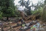 Warga melihat kondisi makam rusak akibat pohon beringin tumbang diterjang angin kencang di TPU Rancapinang, Lebak, Banten, Sabtu (28/9/2024). BPBD Kabupaten Lebak mencatat bencana angin kencang yang merobohkan tujuh pohon di kawasan Rangkasbitung tersebut menyebabkan lima unit rumah rusak, dua perkantoran rusak, puluhan makam rusak, aliran listrik dan jaringan internet terputus. ANTARA FOTO/Muhammad Bagus khoirunas/gp