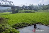 Warga membersihkan tanaman eceng gondok yang menutupi kolam ikan di Cililin, Kabupaten Bandung Barat, Jawa Barat, Sabtu (28/9/2024). Warga setempat mengeluhkan banyaknya tanaman eceng gondok yang menutupi permukaan sungai tersebut karena menyebabkan pendangkalan, mengganggu lalu lintas perahu dan kesulitan mencari ikan yang menjadi mata pencaharian sebagian masyarakat di daerah tersebut. ANTARA FOTO/Abdan Syakura/agr