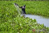 Warga membersihkan tanaman eceng gondok yang menutupi permukaan sungai Citarum di Cililin, Kabupaten Bandung Barat, Jawa Barat, Sabtu (28/9/2024). Warga setempat mengeluhkan banyaknya tanaman eceng gondok yang menutupi permukaan sungai tersebut karena menyebabkan pendangkalan, mengganggu lalu lintas perahu dan kesulitan mencari ikan yang menjadi mata pencaharian sebagian masyarakat di daerah tersebut. ANTARA FOTO/Abdan Syakura/agr