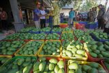 Calon Gubernur Jawa Timur Khofifah Indar Parawansa (keempat kiri) membeli buah mangga alpukat di Desa Oro-Oro Ombo Kulon, Kecamatan Rembang, Kabupaten Pasuruan, Jawa Timur, Minggu (29/9/2024). Calon Gubernur Jawa Timur nomor urut 2 tersebut kampanye dengan mangajak warga untuk mengembangkan produksi buah mangga dan meningkatkan daya tarik pengunjung ke kampung petik buah mangga. Antara Jatim/Umarul Faruq