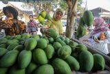 Calon Gubernur Jawa Timur Khofifah Indar Parawansa (tengah) membeli buah mangga alpukat di Desa Oro-Oro Ombo Kulon, Kecamatan Rembang, Kabupaten Pasuruan, Jawa Timur, Minggu (29/9/2024). Calon Gubernur Jawa Timur nomor urut 2 tersebut kampanye dengan mangajak warga untuk mengembangkan produksi buah mangga dan meningkatkan daya tarik pengunjung ke kampung petik buah mangga. Antara Jatim/Umarul Faruq