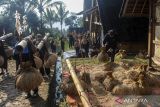 Masyarakat adat Kasepuhan Cisungsang bersiap membawa padi saat tradisi Seren Taun di Desa Cisungsang, Lebak, Banten, Minggu (29/9/2024). Seren Taun Kasepuhan Cisungsang yang biasa dilaksanakan pada bulan Rayagung dalam kalender masyarakat sunda tersebut sebagai ungkapan rasa syukur sekaligus menghormati Nyi Pohaci yaitu dewi padi atas panen berlimpah pada tahun ini. ANTARA FOTO/Muhammad Bagus Khoirunas/gp