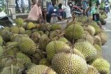 Provinsi Sulawesi Tengah siapkan 1.074 Ha lahan untuk kebun durian