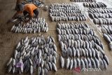 Nelayan mengumpulkan ikan hasil tangkapan sebelum di lelang di tempat pelelangan ikan Majakerta, Balongan, Indramayu, Jawa Barat, Senin (30/9/2024). Kementerian Perikanan dan Kelautan mencatat produksi perikanan tangkap pada triwulan II tahun 2024 sebesar 3,34 juta ton atau mencapai 111,30 persen dari target triwulan II tahun 2024 sebesar 3 juta ton. ANTARA FOTO/Dedhez Anggara/agr