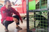 Beruang yang teror warga Sampit dibawa ke Pangkalan Bun