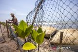 Anggota kelompok nelayan Junti Indah Lestari memasang jaring penghalau sampah di pantai Rembat, Juntinyuat, Indramayu, Jawa Barat, Selasa (1/10/2024). Pemasangan jaring penghalau sampah pantai yang dilakukan secara swadaya itu guna meminimalisir pencemaran sampah sekaligus untuk menjaga ekosistem mangrove di tepi pantai. ANTARA FOTO/Dedhez Anggara/agr