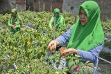 Anggota Kelompok Wanita Tani (KWT) Berseri memetik cabai rawit saat panen di Cimahi Tengah, Kota Cimahi, Jawa Barat, Selasa (1/10/2024). KWT Berseri yang merupakan gerakan memberdayakan perempuan dalam bidang pertanian dari pemanfaatan lahan tidur seluas kurang lebih 100 meter persegi itu mampu memanen 15 kg hingga 20 kg cabai rawit dan beragam sayuran yang sebagian hasil panennya diolah dan dibagikan ke warga sekitar serta dijual untuk meningkatkan perekonomian warga. ANTARA FOTO/Abdan Syakura/agr