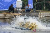 Dua orang pembudidaya memanen sekaligus memberi pakan dengan eFeeder (alat pemberi pakan otomatis) di kolam program desa Pembudidaya Ikan Go Digital di Kabupaten Sukabumi, Jawa Barat, Kamis (3/10/2024). Kemenkominfo berkolaborasi dengan perusahaan teknologi akuakultur asal Indonesia eFishery membuat program desa perikanan digital di Sukabumi dan Pasuruan yang mampu menghasilkan 50 ton ikan nila di Sukabumi, serta 30 ton ikan lele di Pasuruan dalam satu siklus panen tiap tiga bulan. ANTARA FOTO/Novrian Arbi/agr