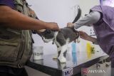 Petugas memeriksa kesehatan kucing saat vaksinasi rabies gratis di Rumah Sakit Hewan Banten, Kota Serang, Banten, Kamis (3/10/2024). Kegiatan digelar secara gratis oleh Pemerintah Provinsi Banten tersebut untuk menggencarkan vaksinasi anjing dan kucing lokal maupun ras dalam rangka memperingati Hari Rabies Sedunia. ANTARA FOTO/Muhammad Bagus Khoirunas/gp