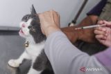 Dokter hewan menyuntikkan vaksin rabies ke kucing di Rumah Sakit Hewan Banten, Kota Serang, Banten, Kamis (3/10/2024). Kegiatan digelar secara gratis oleh Pemerintah Provinsi Banten tersebut untuk menggencarkan vaksinasi anjing dan kucing lokal maupun ras dalam rangka memperingati Hari Rabies Sedunia. ANTARA FOTO/Muhammad Bagus Khoirunas/gp