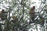 Sejumlah Bekantan (Nasalis larvatus) bertengger di atas pohon mangrove di kawasan ekowisata Sungai Hitam Lestari di Samboja, Kutai Kartanegara, Kalimantan Timur, Selasa (1/10/2024). Pertamina EP Sangasanga Field memberikan pendampingan kepada kelompok sadar wisata (Pokdarwis) Sungai Hitam Lestari untuk melestarikan populasi Bekantan melalui upaya pemulihan dan revitalisasi habitatnya hingga perekonomian masyarakat sekitar ekowisata tersebut. Antara Kaltim/M Risyal Hidayat