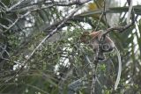 Seekor Bekantan (Nasalis larvatus) bertengger di dahan pohon mangrove di kawasan ekowisata Sungai Hitam Lestari di Samboja, Kutai Kartanegara, Kalimantan Timur, Selasa (1/10/2024). Ekowisata yang dikelola Kelompok Sadar Wisata (Pokdarwis) menawarkan kegiatan utama berupa susur sungai sepanjang 2,5 kilometer untuk melihat secara langsung populasi satwa primata endemik asli Kalimantan, yakni sekitar 400 ekor Bekantan yang terancam punah menurut data dari Uni Internasional untuk Konservasi Alam (IUCN). Antara Kaltim/M Risyal Hidayat