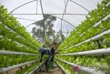 Pekerja memanen selada cos dengan media tanam sistem hidroponik deep flow technique (DFT) di Soebi Farm, Lembang, Kabupaten Bandung Barat, Jawa Barat, Jumat (4/10/2024). Perkebunan yang menerapkan budi daya dengan sistem DFT tersebut dalam seharinya mampu memproduksi sedikitnya 527 kilogram aneka sayuran seperti selada salanova, selada romaine, selada lolorosa dan pakcoy yang dipasarkan ke Jabodetabek, Surabaya, Bali hingga Papua. ANTARA FOTO/Abdan Syakura/agr
