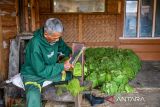 Buruh tani mengiris daun tembakau untuk dikeringkan di Banyuresmi, Tanjungsari, Kabupaten Sumedang, Jawa Barat, Jumat (4/10/2024). Menurut petani tembakau setempat pada awal Oktober 2024 harga tembakau di Kabupaten Sumedang mengalami penurunan sekitar 20 persen menjadi Rp100 ribu per kilogram dibandingkan bulan sebelumnya yang mencapai Rp120 ribu per kilogram yang diperkirakan akibat melimpahnya stok tembakau usai panen. ANTARA FOTO/Raisan Al Farisi/agr