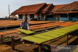 Buruh tani menjemur daun tembakau yang telah diiris di Banyuresmi, Tanjungsari, Kabupaten Sumedang, Jawa Barat, Jumat (4/10/2024). Menurut petani tembakau setempat pada awal Oktober 2024 harga tembakau di Kabupaten Sumedang mengalami penurunan sekitar 20 persen menjadi Rp100 ribu per kilogram dibandingkan bulan sebelumnya yang mencapai Rp120 ribu per kilogram yang diperkirakan akibat melimpahnya stok tembakau usai panen. ANTARA FOTO/Raisan Al Farisi/agr