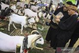  Juri menilai domba garut saat mengikuti kontes Tangerang Agrofest di Pusat Kawasan Agropolitan, Kabupaten Tangerang, Banten, Sabtu (5/10/2024). Kontes kecantikan hewan ternak tersebut diikuti 96 ekor domba garut dan 60 ekor ayam kate yang dihelat guna menggali potensi serta meningkatkan kualitas produk peternakan di Kabupaten Tangerang. ANTARA FOTO/Sulthony Hasanuddin/nz/gp