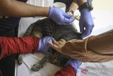 Dokter menyuntikkan dosis vaksin rabies ke seekor kucing peliharaan di Sepatan, Kabupaten Tangerang, Banten, Sabtu (5/10/2024). Dinas Pertanian dan Ketahanan Pangan Kabupaten Tangerang melakukan jemput bola vaksin rabies dengan menyediakan 170 dosis vaksin gratis untuk hewan peliharaan guna mencegah penyebaran penyakit rabies. ANTARA FOTO/Sulthony Hasanuddin/rwa/gp