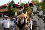 Sejumlah umat Hindu membawa barong saat persiapan upacara persembahyangan yang digelar pada Hari Raya Kuningan di Pura Sakenan, Denpasar, Bali, Jumat (4/10/2024). Hari Raya Kuningan yang dirayakan pada Sabtu (5/10) tersebut merupakan rangkaian perayaan kemenangan dharma (kebaikan) atas adharma (kejahatan) yang diperingati dengan melaksanakan ritual dan persembahyangan bersama. ANTARA FOTO/Nyoman Hendra Wibowo/wsj.