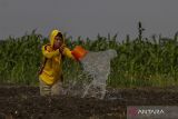 Petani menyirami lahan pertanian yang akan ditanami sawi di Kecamatan Kasemen, Kota Serang, Banten, Senin (7/10/2024). Badan Pusat Statistik (BPS) mencatat pada bulan September 2024 nilai tukar petani (NTP) Banten sebesar 109,29 atau meningkat 0,38 persen dibandingkan bulan sebelumnya, peningkatan itu terjadi di subsektor hortikultura, tanaman perkebunan rakyat, dan perikanan yang disebabkan oleh turunnya indeks harga diterima petani (It) sebesar 0,18 persen dan indeks harga dibayar petani (Ib) sebesar 0,55 persen. ANTARA FOTO/Angga Budhiyanto/foc/gp