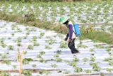 Petani menyemprotkan insektisida pada tanaman melon di area persawahan Kelurahan Semampir, Kota Kediri, Jawa Timur, Senin (07/10/2024). Badan Pusat Statistik (BPS) mencatat Nilai Tukar Petani (NTP) Jawa Timur pada September 2024 sebesar 111,61 poin atau turun 0,33 persen dibanding NTP bulan sebelumnya. ANTARA Jatim/Prasetia Fauzani/mas.