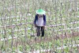 Petani menyemprotkan insektisida pada tanaman melon di area persawahan Kelurahan Semampir, Kota Kediri, Jawa Timur, Senin (07/10/2024). Badan Pusat Statistik (BPS) mencatat Nilai Tukar Petani (NTP) Jawa Timur pada September 2024 sebesar 111,61 poin atau turun 0,33 persen dibanding NTP bulan sebelumnya. ANTARA Jatim/Prasetia Fauzani/mas.