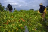 Sulteng realisasikan 110 hektare lahan untuk budidaya cabai