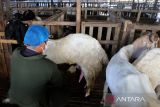 Pekerja memerah susu kambing jenis  etawa di usaha peternakan kambing Kutaraja Aqiqah, Desa Rumpet, Kecamatan Krueng Baruna Jaya, Kabupaten Aceh Besar, Aceh, Senin (7/10/2024). Kementerian Koperasi  dan UKM mencatat  realisasi penyaluran Kredit Usaha Rakyat (KUR)  untuk membantu peningkatan usaha jutaan UMKM sejak tahun 2015 hingga 30 September 2024 mencapai Rp1.793,2 triliun   dengan total sebanyak 47,94 juta debitur.  ANTARA FOTO/Ampelsa.