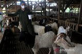 Pekerja memerah susu kambing jenis  etawa di usaha peternakan kambing Kutaraja Aqiqah, Desa Rumpet, Kecamatan Krueng Baruna Jaya, Kabupaten Aceh Besar, Aceh, Senin (7/10/2024). Kementerian Koperasi  dan UKM mencatat  realisasi penyaluran Kredit Usaha Rakyat (KUR)  untuk membantu peningkatan usaha jutaan UMKM sejak tahun 2015 hingga 30 September 2024 mencapai Rp1.793,2 triliun   dengan total sebanyak 47,94 juta debitur.  ANTARA FOTO/Ampelsa.