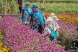 Guru pendamping menjelaskan pertanian organik kepada siswa TK Syarifuddin saat mengikuti Outing Class atau kegiatan belajar di luar kelas di Gerbas Tani, Rowokangkung, Lumajang, Jawa Timur, Selasa (8/10/2024). Kegiatan belajar di luar kelas edukasi topik tanaman tersebut bertujuan untuk mengenalkan sekaligus menarik minat siswa terhadap pertanian organik sejak dini. ANTARA Jatim/Irfan Sumanjaya/mas.